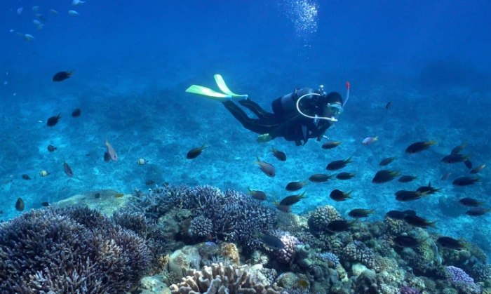撫仙湖潛水 撫仙湖潛水