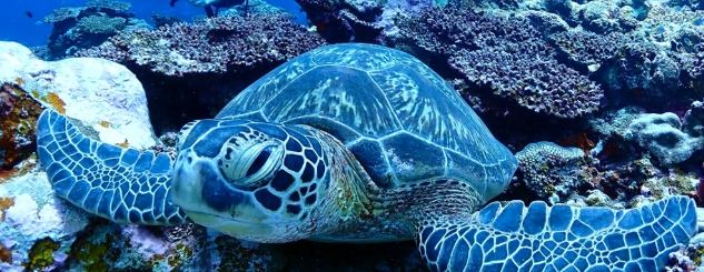 沖繩潛水費用 沖繩潛水費用