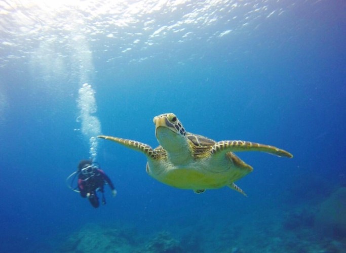 綠島潛水推薦