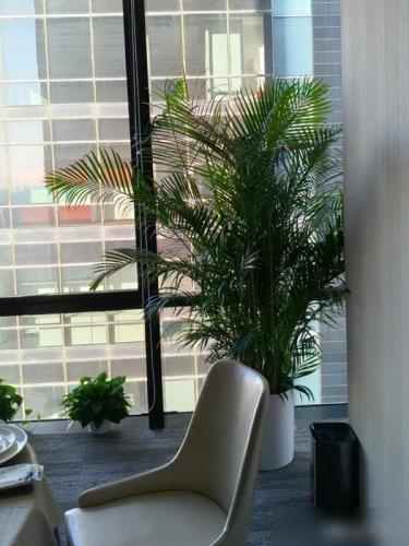 辦公室植物 辦公室植物