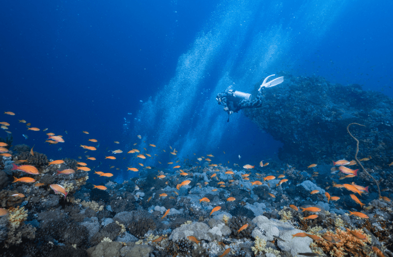 綠島潛水執照 綠島潛水執照